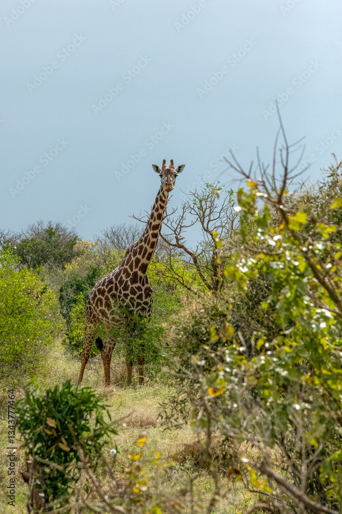 Żyrafa (camelopaurdalis) spacerująca pomiędzy drzewami i krzewami na sawannie, Park Narodowy Tsavo i rezerwat wzgórz Taita, Kenia