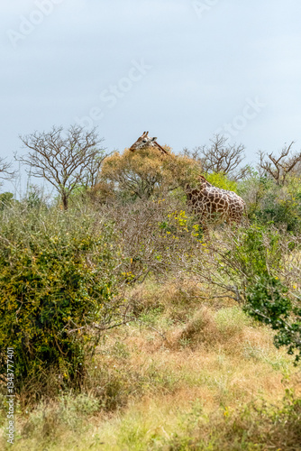 Żyrafa (camelopaurdalis) posilająca się na sawannie, Park Narodowy Tsavo i rezerwat wzgórz Taita, Kenia
