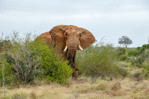 Obraz na płótnie Słoń afrykański (Loxodonta africana), ogromny samiec na sawannie, Park Narodowy Tsavo i rezerwat wzgórz Taita, Kenia w salonie