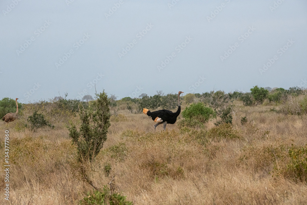 Struś północnoafrykański, struś czerwonoszyi (Struthio camelus) na sawannie, Park Narodowy Tsavo i rezerwat wzgórz Taita, Kenia
