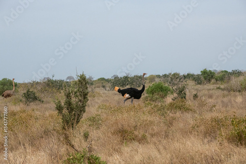 Obraz na płótnie Struś północnoafrykański, struś czerwonoszyi (Struthio camelus) na sawannie, Park Narodowy Tsavo i rezerwat wzgórz Taita, Kenia w salonie