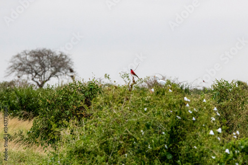 Obraz na płótnie Żołna karminowa (Merops nubicoides) siedząca na kwitnącym krzewie, małe kolorowe ptaki zamieszkujące tereny sawanny, Park Narodowy Tsavo i rezerwat wzgórz Taita, Kenia, Afryka w salonie