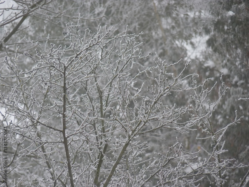 Frost-covered tree branches in close-up. Blurred snowy background. Delicate icy details on twigs. Cold winter scene. Frost-covered tree branches in close-up. Blurred snowy background. Delicate icy details on twigs. Cold winter scene.