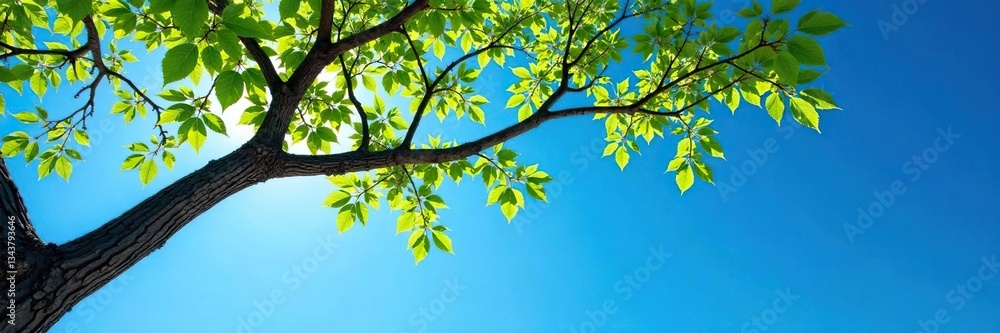 Fototapeta premium Tree branches stretch towards a clear blue sky, landscape, blue