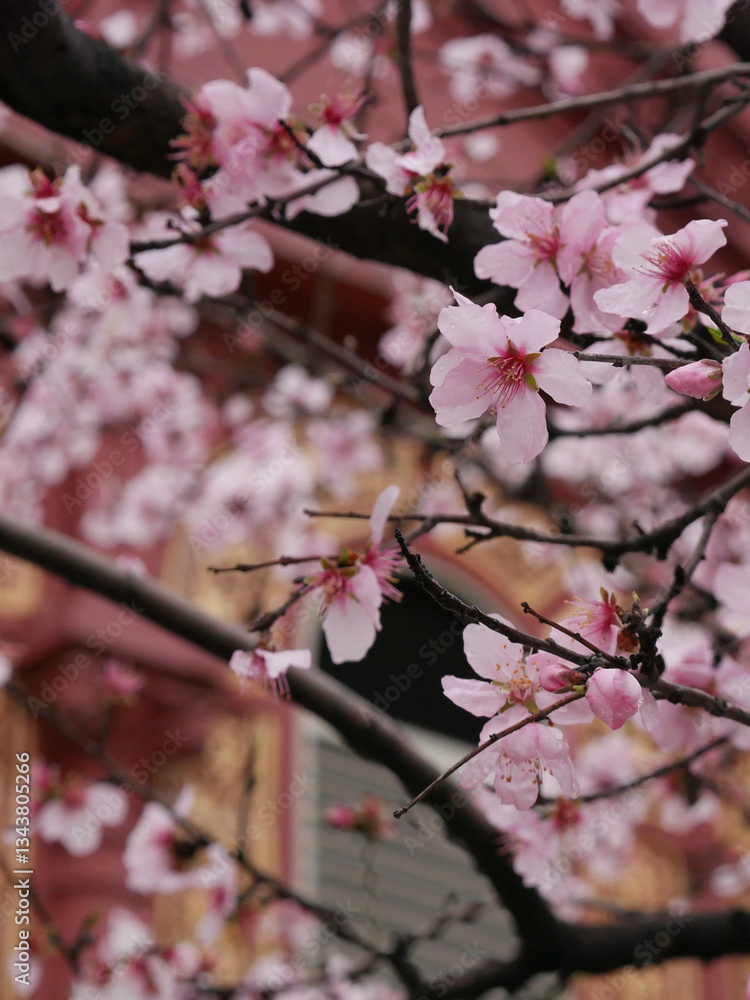 Obraz premium pink cherry blossom
