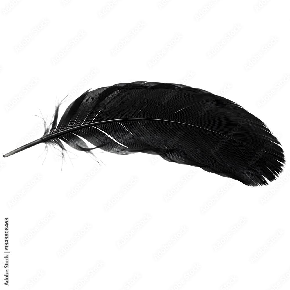 black feather, isolated on transparent background. black feather, isolated on transparent background.