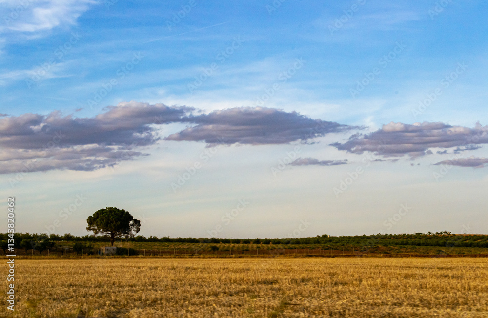 Fototapeta premium Prairie landscape with blue sky and clouds at sunset