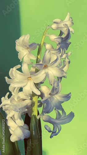 Close-up of blooming white hyacinth flowers with green leaves against a vibrant green background