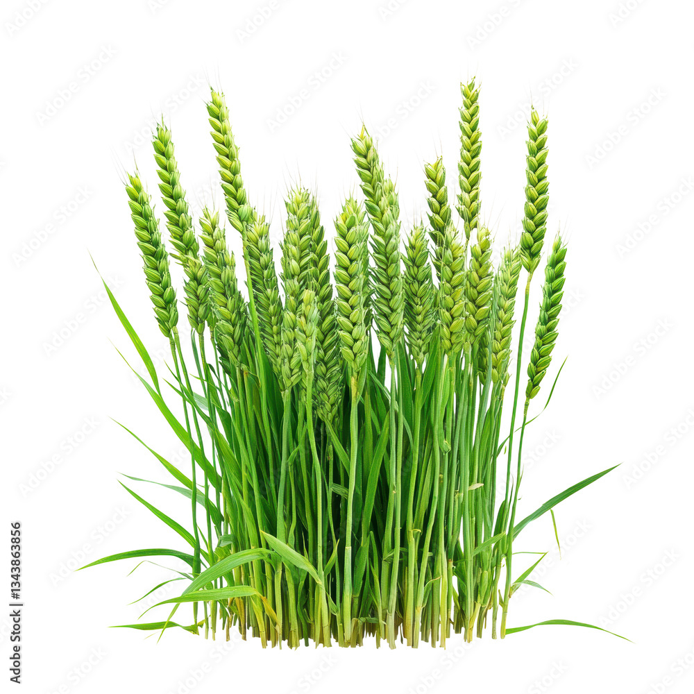 Lush Green Wheat Field: A Symbol of Abundance on white background Lush Green Wheat Field: A Symbol of Abundance on white background