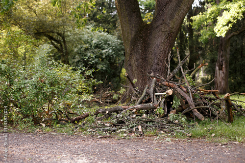 a large pile of broken dry branches in the park. Cleaning up the park in spring, seasonal pruning of trees.