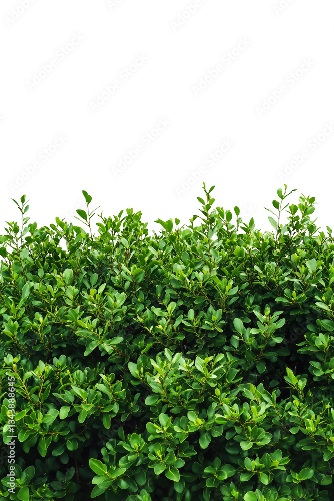 green bush isolated on white background png green bush isolated on white background png
