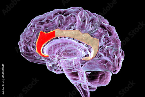 Obraz na płótnie Anterior cingulate cortex in human brain, 3D illustration. w salonie