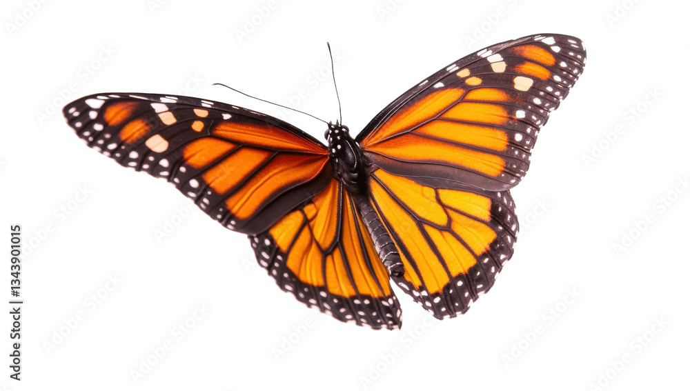 Fototapeta premium Monarch butterfly with vibrant orange and black wings on a transparent background Detailed closeup of insect showcasing nature, beauty, and metamorphosis