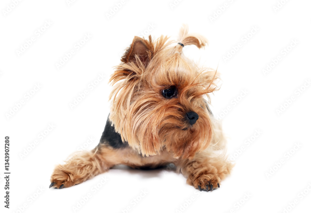 Yorkshire Terrier Yorkshire Terrier