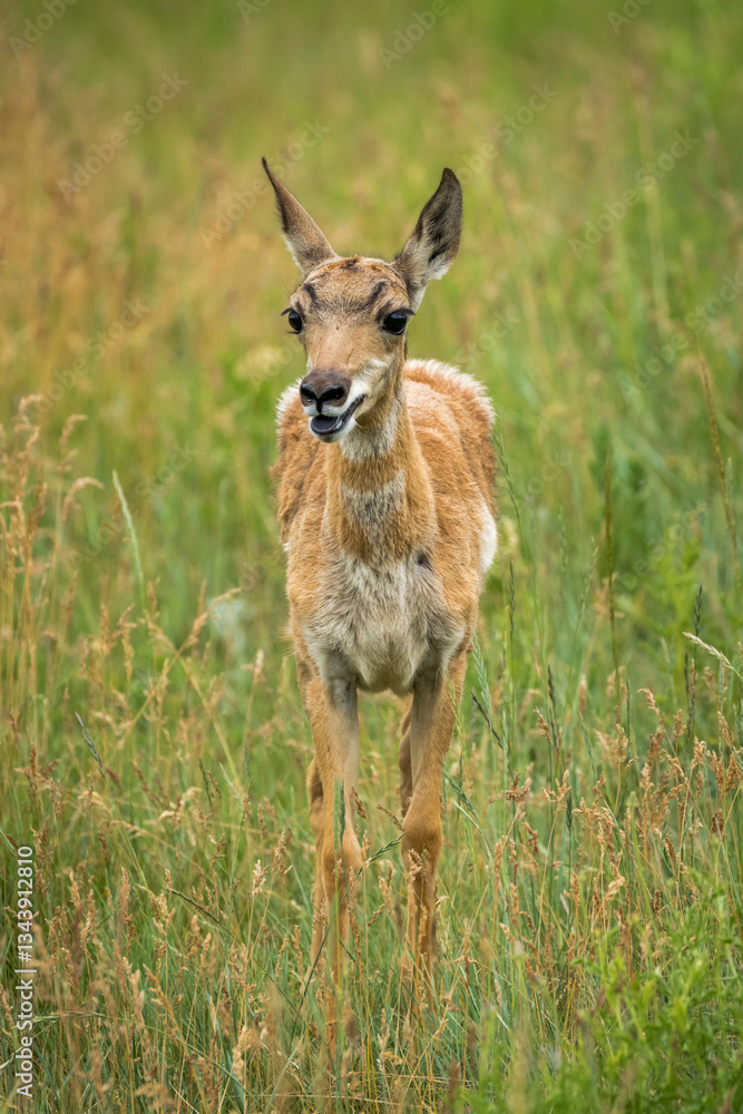 Young Pronghorn Antelope in the Grass Young Pronghorn Antelope in the Grass