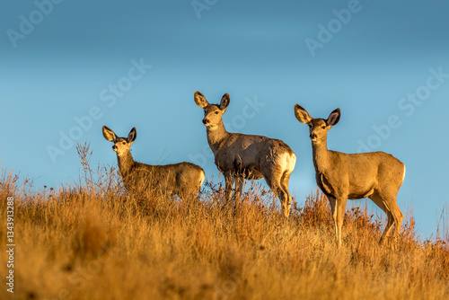 Three Mule Deer on a HIllside