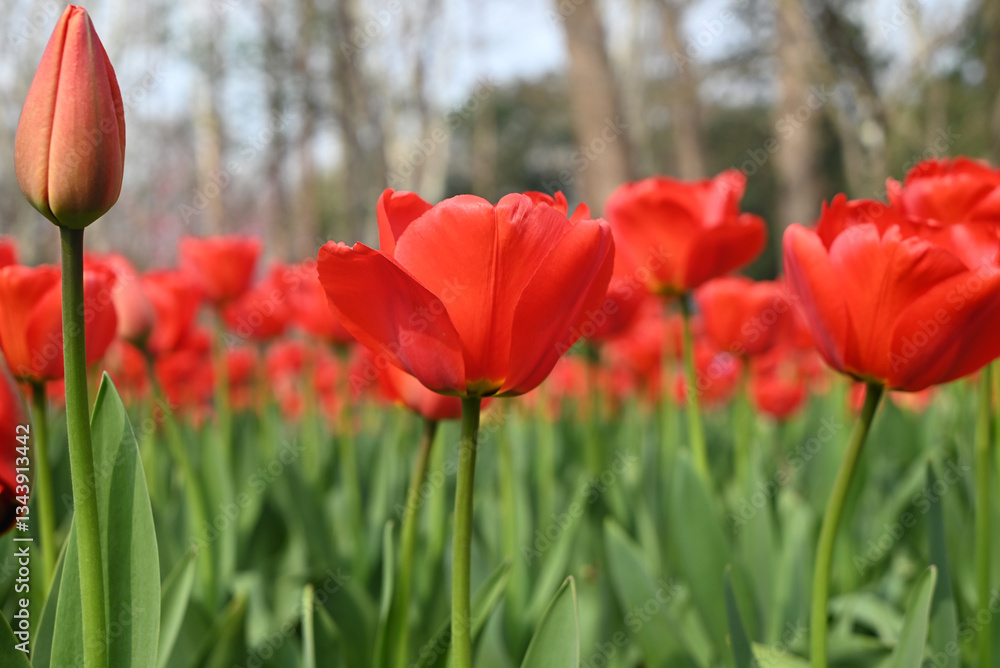 Obraz premium field of red tulips blossom in the sunny day in the park