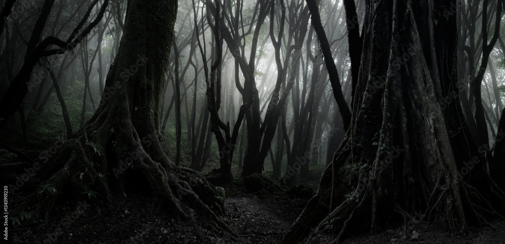 Fototapeta premium Sunlight streaming through the dense foliage of a tropical rainforest
