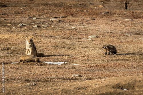 Two American Badgers with Coyote