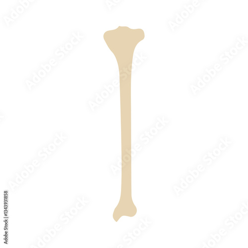 tibia bone posterior colored icon