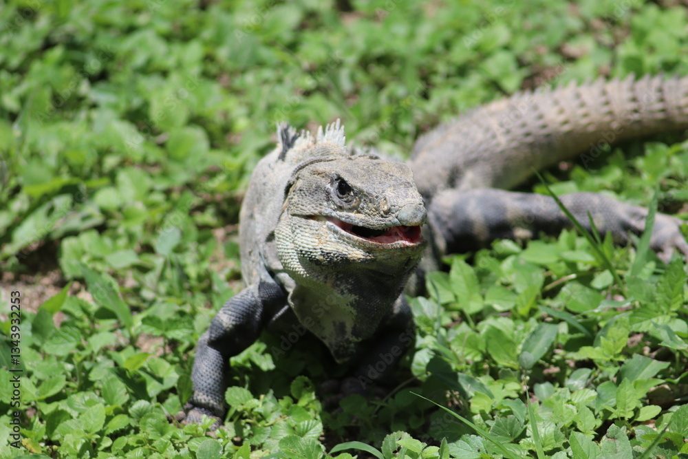 Obraz premium Leguan