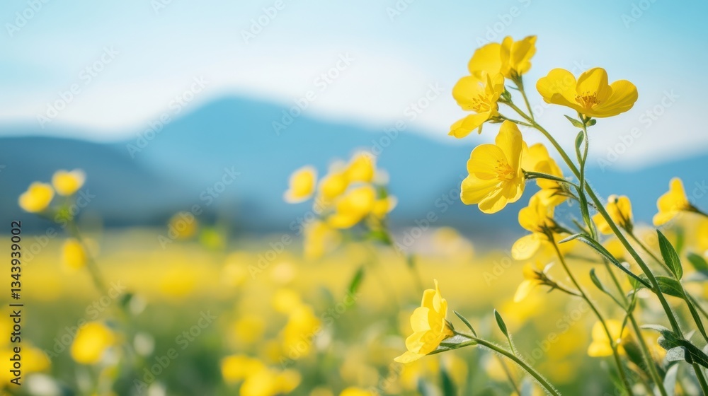 Vibrant yellow buttercups bloom against a backdrop of tranquil mountains Vibrant yellow buttercups bloom against a backdrop of tranquil mountains