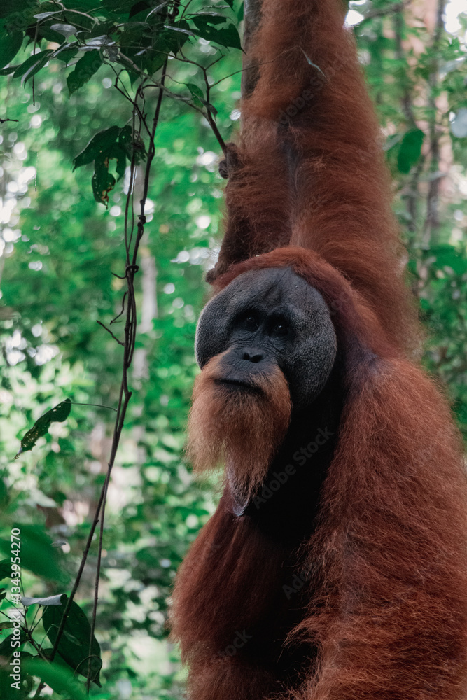Fototapeta premium Wilder Sumatra Orang Utan (Pongo abelii) im Gunung Leuser Nationalpark, Indonesien