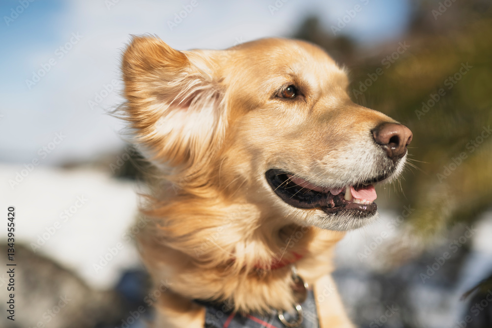 Portrait of happy healthy dog outside in winter season. Cute golden retriever Portrait of happy healthy dog outside in winter season. Cute golden retriever