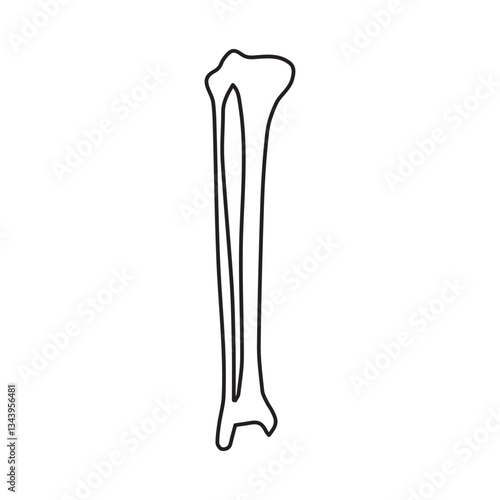 tibia and fibula anterior line icon