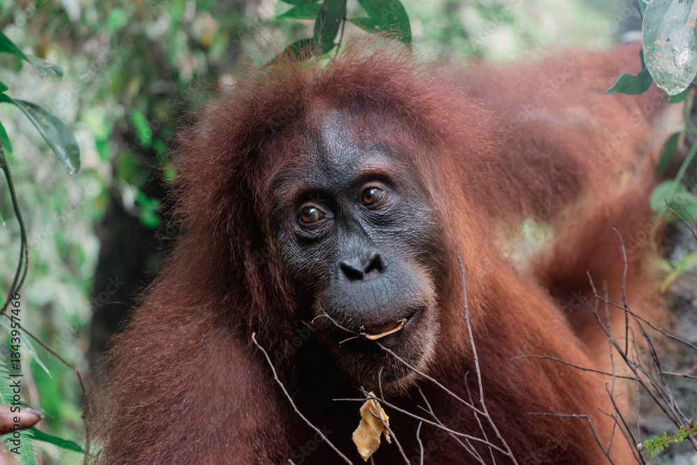 Halbwilder Sumatra Orang Utan (Pongo abelii) im Gunung Leuser Nationalpark, Indonesien Halbwilder Sumatra Orang Utan (Pongo abelii) im Gunung Leuser Nationalpark, Indonesien