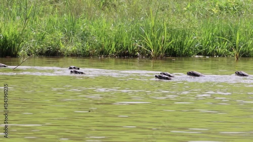 A flock of smooth-coated otters foraging for fish at a pond in the forest.