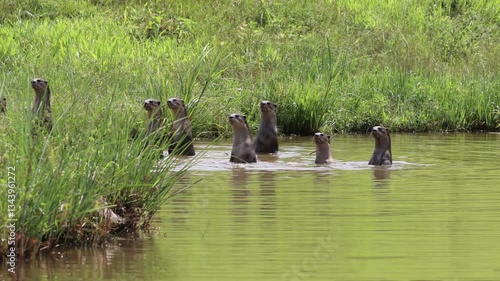 A flock of smooth-coated otters foraging for fish at a pond in the forest.