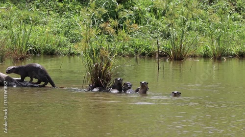 A flock of smooth-coated otters foraging for fish at a pond in the forest.
