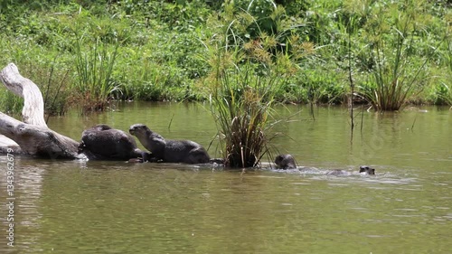 A flock of smooth-coated otters foraging for fish at a pond in the forest.