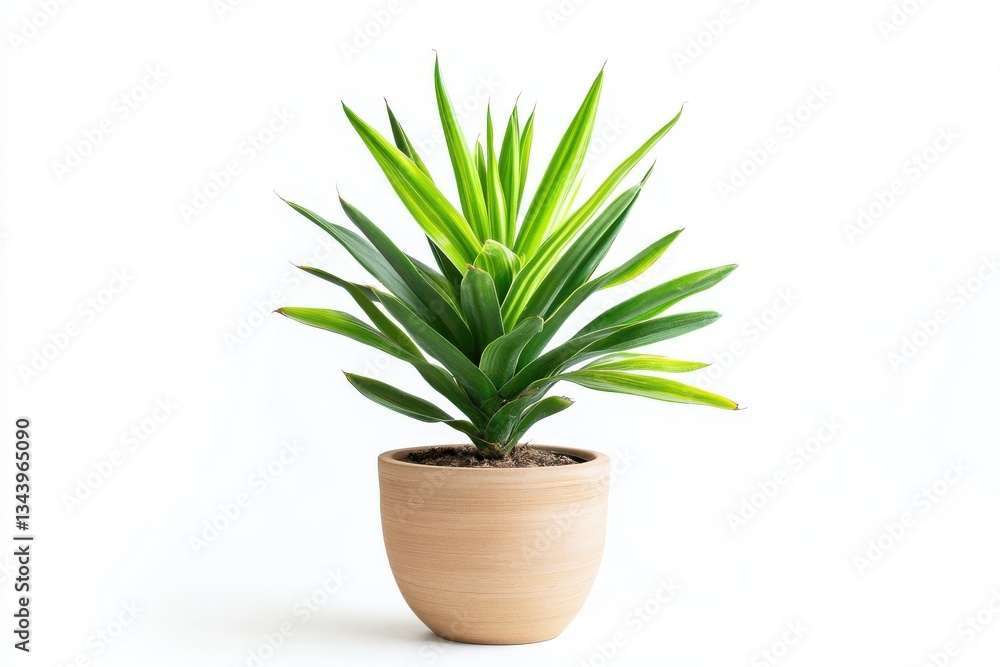 Yucca plant in a pot isolated on white background for bold and stylish indoor plant inspiration Yucca plant in a pot isolated on white background for bold and stylish indoor plant inspiration
