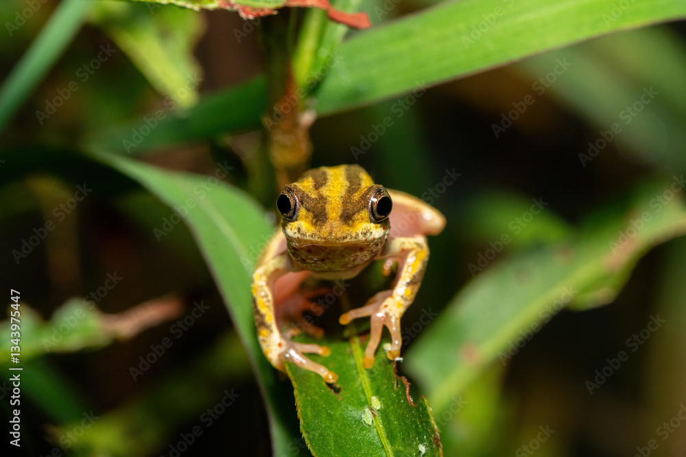 Obraz premium A cute painted reed frog (Hyperolius marmoratus marmoratus), also known as a marbled reed frog, near a pond