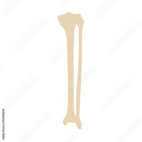 tibia and fibula posterior colored icon