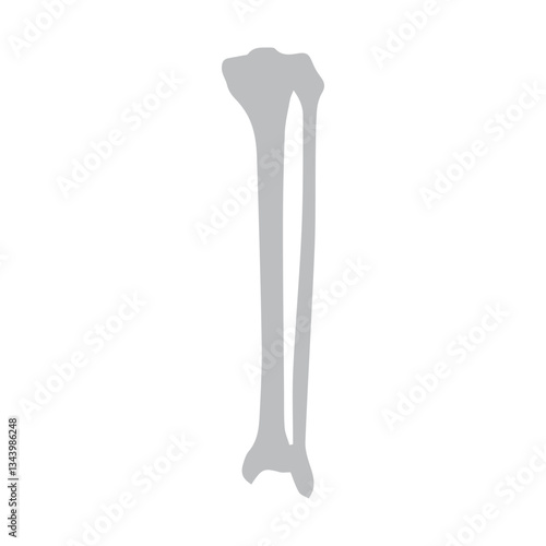 tibia and fibula posterior icon