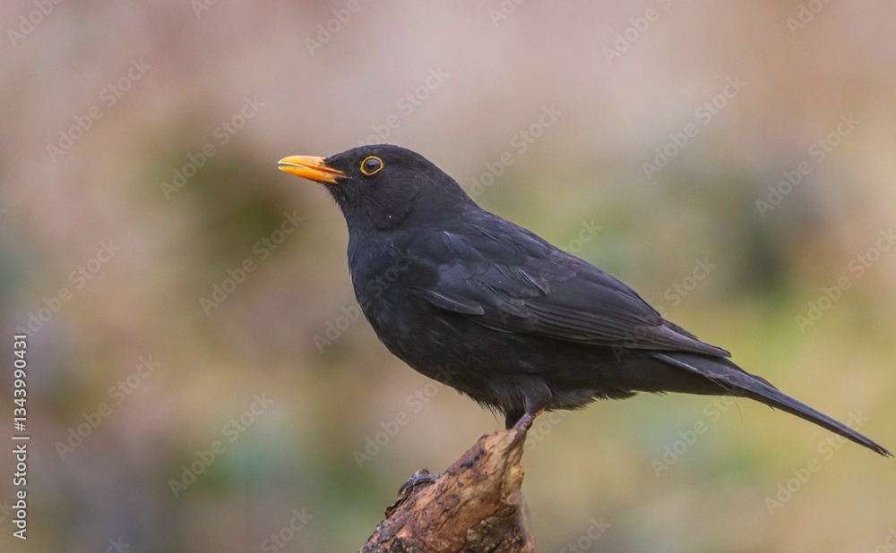 Blackbird perched on a branch. Blackbird perched on a branch.
