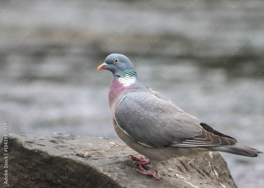 Pigeon on Rock with Blurred Water Background Pigeon on Rock with Blurred Water Background
