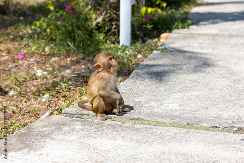 Macaque monkey in the park on Monkey Island in Vietnam, Nha Trang. The baby monkey sits on the ground and looks away. Selective focus, close-up.