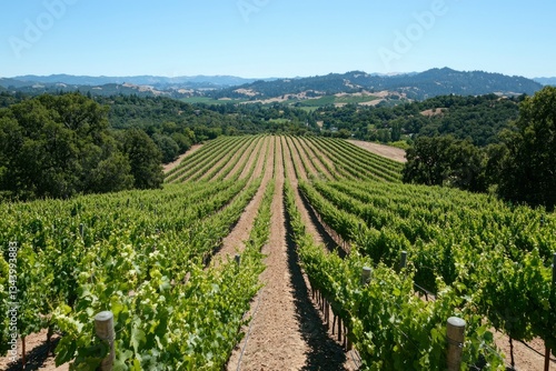 California vineyard rows stretching into valley; wine tourism, background trees