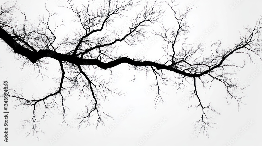 Elegant Minimalism in Black and White Tree Silhouettes Elegant Minimalism in Black and White Tree Silhouettes