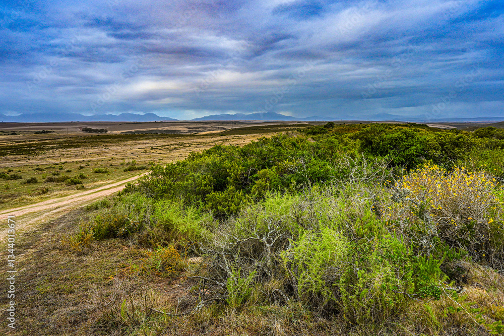 vielfältige Vegetation am Ostkap Südafrika vielfältige Vegetation am Ostkap Südafrika