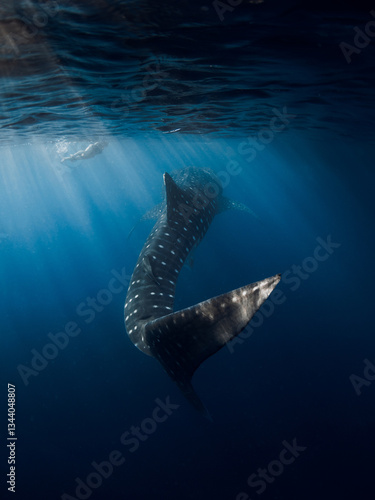 Whale shark tail in ocean. Silhouette of giant shark underwater