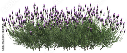 3d render of French lavender bush or lavandula,,isolated over transparent background, PNG cut-out	
