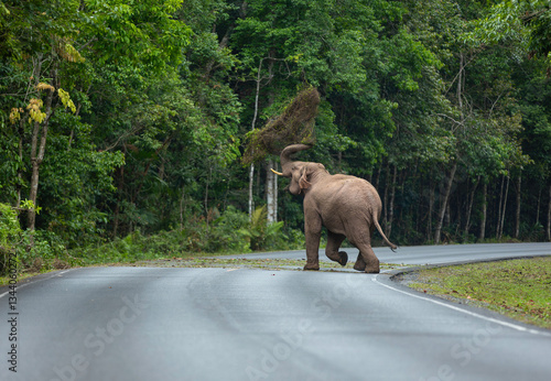 Wallpaper Mural Asian Wild Elephants walking through the grasslands on Khao Yai National Park, Thailand.  Torontodigital.ca