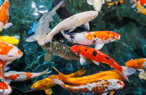 tropical fish swimming in the aquarium