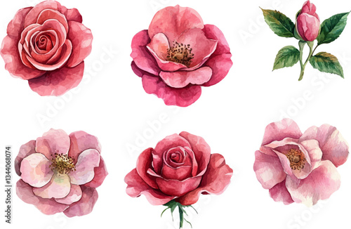 set of pink roses