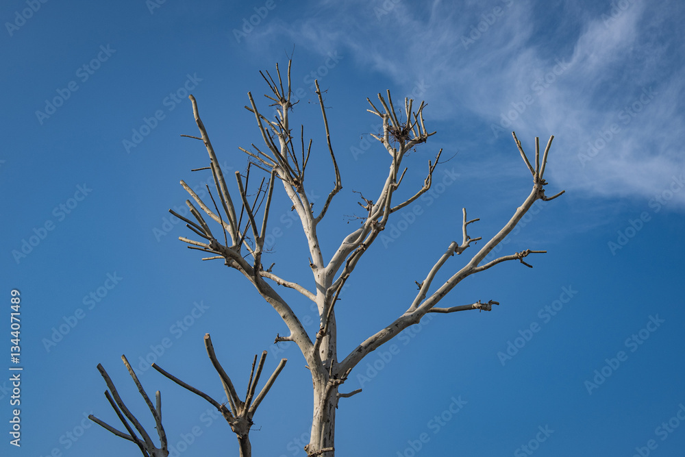 Obraz premium pruned sycamore tree and branches. topiary.